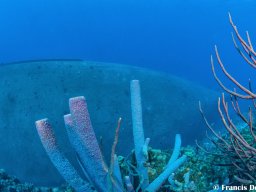 Bonaire