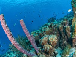 Bonaire