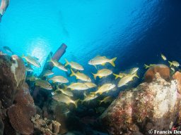 Bonaire