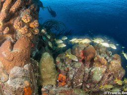 Bonaire