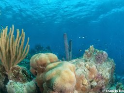 Bonaire