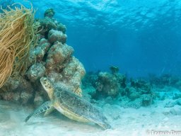 Bonaire