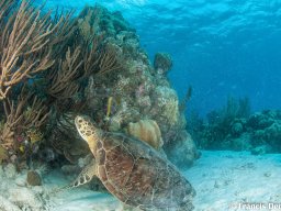 Bonaire