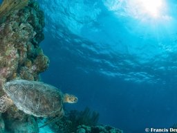 Bonaire