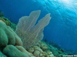 Bonaire