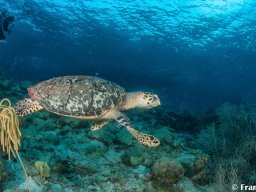 Bonaire