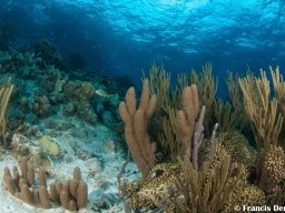 Bonaire