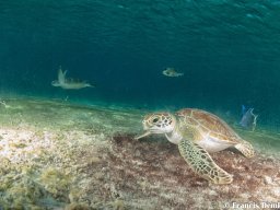 Bonaire