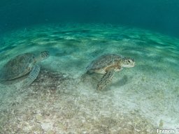 Bonaire