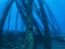 Bonaire