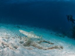 Bonaire